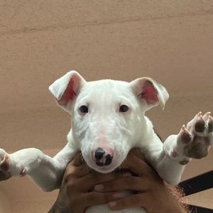 Meet your Posher, rae